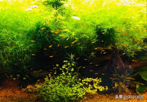 養魚的水草